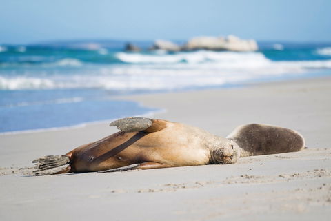 Cape Gantheaume Conservation Park And Wilderness Protection Area - Accommodation Kalgoorlie 0