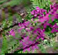 Cassinia Walking Track - Accommodation Kalgoorlie