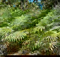 Mungo Rainforest Walk - Accommodation Kalgoorlie
