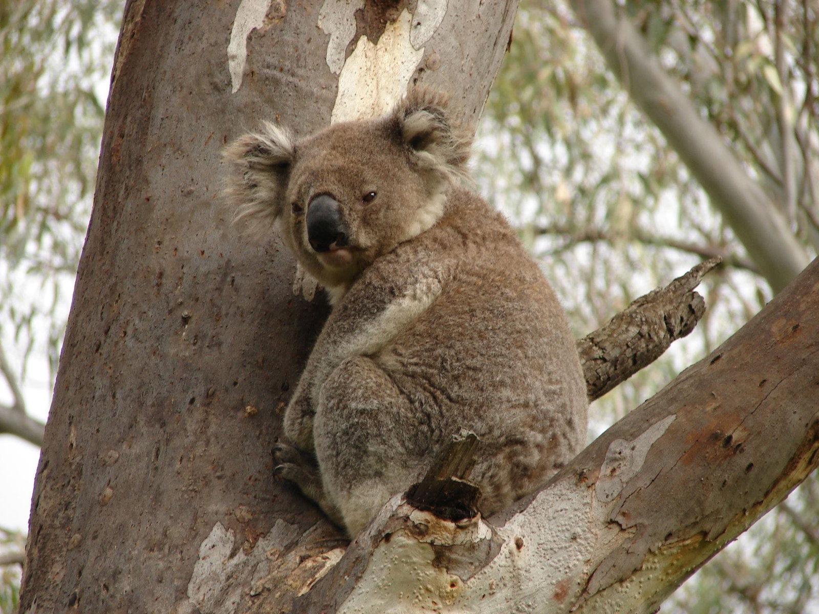 Narrandera NSW Accommodation Kalgoorlie