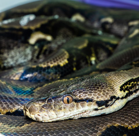 Serpentarium Wildlife Park Tasmania - Accommodation Kalgoorlie 1