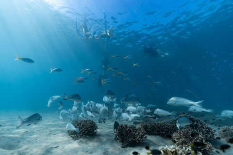 Child Island Dive Site - Accommodation Kalgoorlie 1