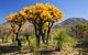 Esperance Wildflower Trail - thumb 2