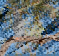Greenough River Nature Trail - Accommodation Kalgoorlie
