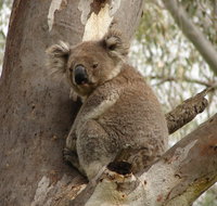 Koala Spotting Narrandera - Accommodation Kalgoorlie