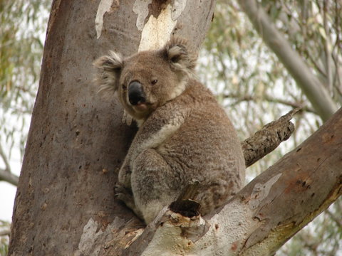 Koala Spotting Narrandera - Accommodation Kalgoorlie 0