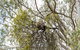 Koala Spotting Narrandera - thumb 1
