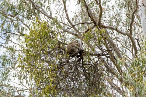 Koala Spotting Narrandera - Accommodation Kalgoorlie 1