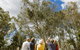 Koala Spotting Narrandera - thumb 2