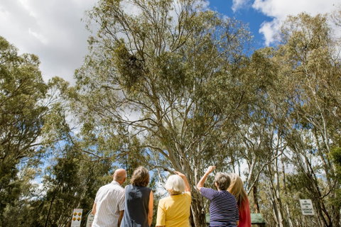 Koala Spotting Narrandera - Accommodation Kalgoorlie 2