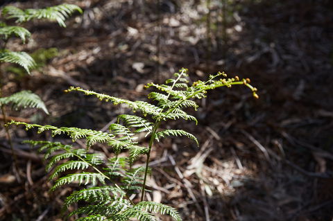 Langwarrin Flora And Fauna Reserve Walking Trails - Accommodation Kalgoorlie 0