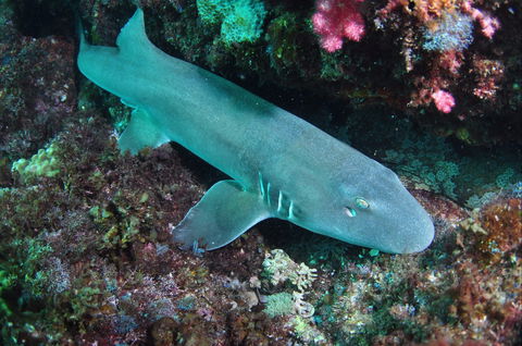Middle Reef Dive Site - Accommodation Kalgoorlie 0
