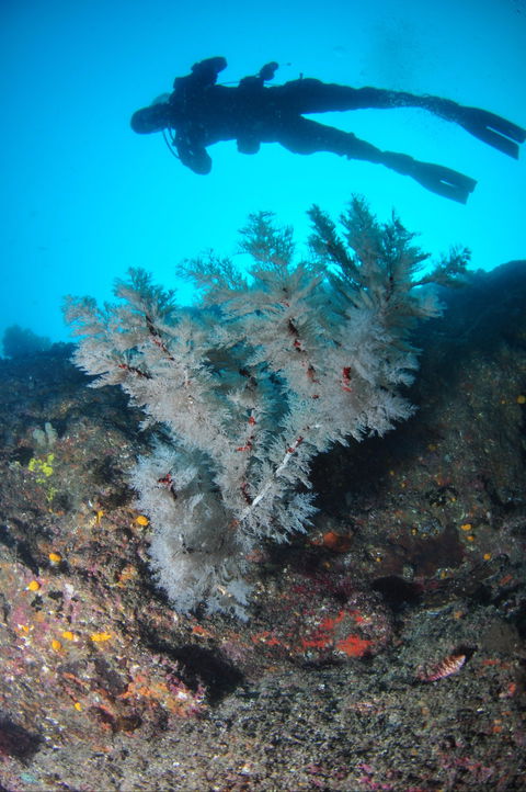 Middle Reef Dive Site - Accommodation Kalgoorlie 1