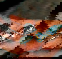 Opalton - Accommodation Kalgoorlie