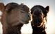 Outback Camel Festival Trail - thumb 0