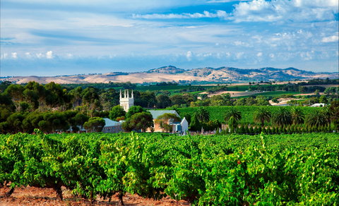 Seppeltsfield Road Barossa Valley - Accommodation Kalgoorlie 1