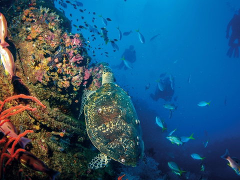 SS Yongala Dive Site - Accommodation Kalgoorlie 0