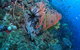 SS Yongala Dive Site - thumb 1