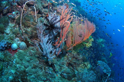SS Yongala Dive Site - Accommodation Kalgoorlie 1