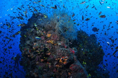SS Yongala Dive Site - Accommodation Kalgoorlie 2