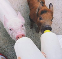 Swan Valley Cuddly Animal Farm - Accommodation Kalgoorlie