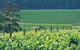 The South West Nature And Wine Drive - thumb 2