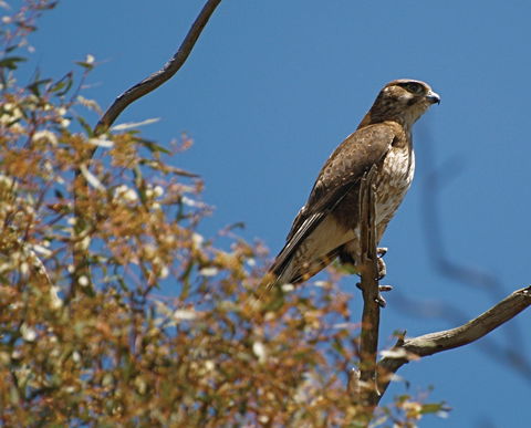 Woodlands Historic Park - Accommodation Kalgoorlie 1