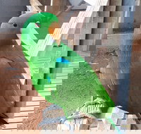 Eyre Reptile  Wildlife Park - Accommodation Kalgoorlie