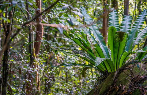 Great North Walk - Palm Grove Nature Reserve - Accommodation Kalgoorlie 0