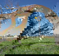 Greenough Leaning Trees - Accommodation Kalgoorlie