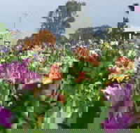 Smokin Heights Iris Display Garden - Accommodation Kalgoorlie