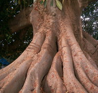 The Big Fig Tree - Accommodation Kalgoorlie