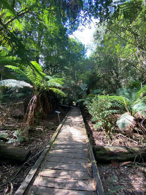 Wirrawilla Rainforest Walk - Accommodation Kalgoorlie 0
