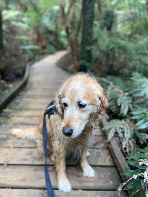 Wirrawilla Rainforest Walk - Accommodation Kalgoorlie 1