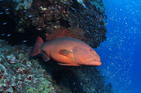 Anchor Bommie Dive Site - Accommodation Kalgoorlie 0