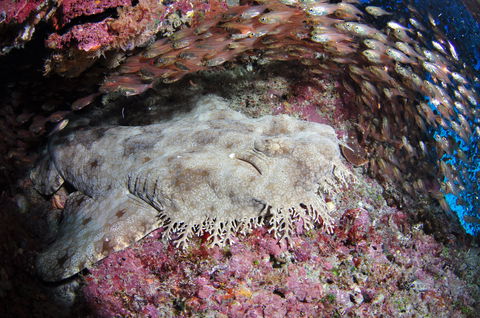 Anchor Bommie Dive Site - Accommodation Kalgoorlie 1