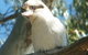Bird Watching In Narrandera - thumb 1