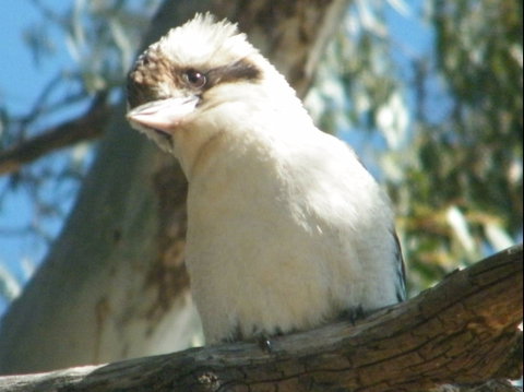 Bird Watching In Narrandera - Accommodation Kalgoorlie 1