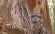 Bird Watching In Narrandera - thumb 2