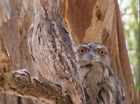 Bird Watching In Narrandera - Accommodation Kalgoorlie 2