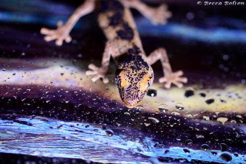 Discover Deadly - Accommodation Kalgoorlie 2