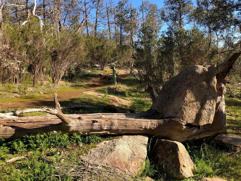 Pine Gully Nature Trail - Accommodation Kalgoorlie 1