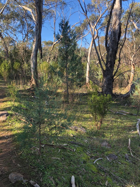 Pine Gully Nature Trail - Accommodation Kalgoorlie 2