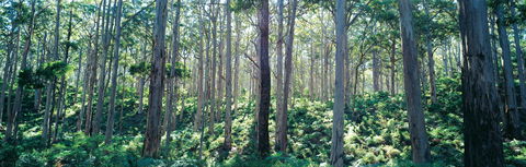 Southern Forests - Accommodation Kalgoorlie 0