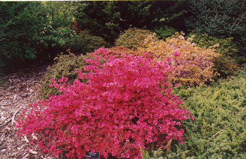 Tasmanian Arboretum Inc. - The - Accommodation Kalgoorlie 2