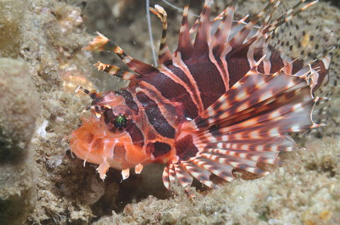 The Seaway Dive Site - Accommodation Kalgoorlie 0