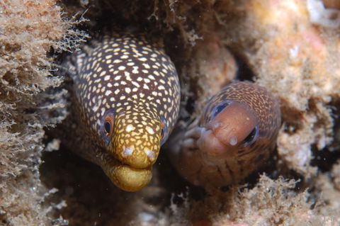 The Seaway Dive Site - Accommodation Kalgoorlie 1