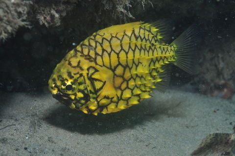 The Seaway Dive Site - Accommodation Kalgoorlie 2