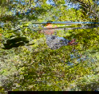 TreeTop Crazy Rider - Accommodation Kalgoorlie