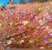 Wineries and Wildflowers - Accommodation Kalgoorlie